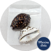 8679-P8 - Craft Pack - Tiger Cowrie Shells